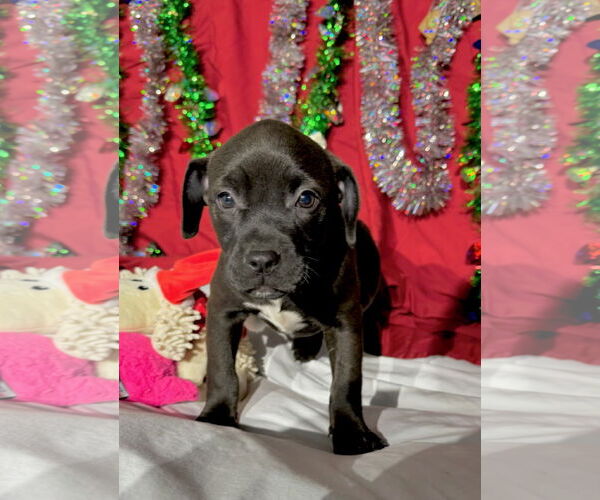 Medium Photo #5 Mutt Puppy For Sale in Tarrytown, GA, USA