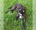 Small Photo #2 Bullboxer Pit Puppy For Sale in FAIRLAWN, OH, USA