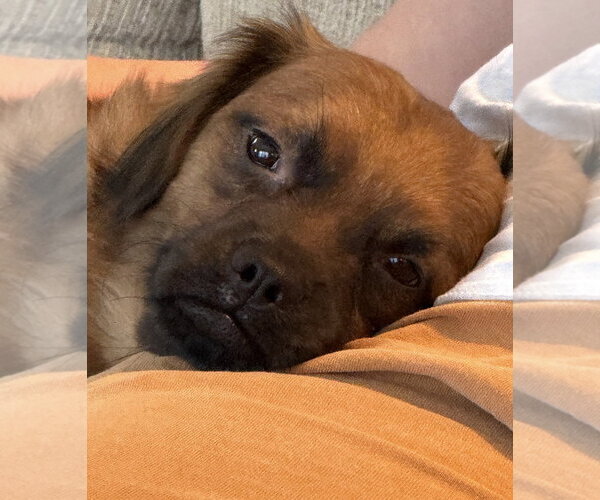 Medium Photo #3 Dachshund-Unknown Mix Puppy For Sale in Cuyahoga Falls , OH, USA