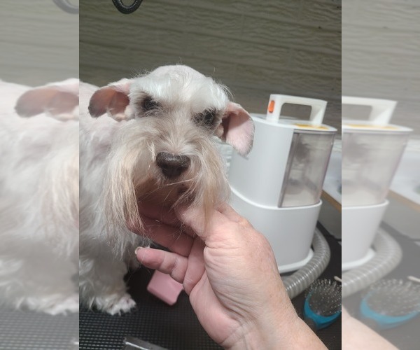 Medium Photo #1 Schnauzer (Miniature) Puppy For Sale in HUMESTON, IA, USA