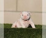 STORMY - Female English Bulldog Puppy for Sale - Small photo