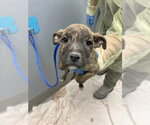 Small Labrador Retriever Mix