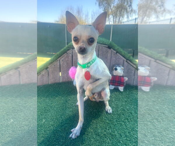Medium Photo #1 Chihuahua-Unknown Mix Puppy For Sale in Tempe , AZ, USA