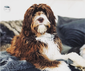 Mother of the Aussiedoodle Miniature  puppies born on 09/15/2026
