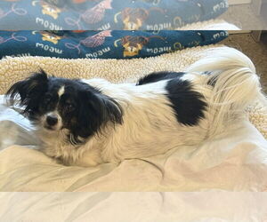 Papillon-Unknown Mix Dogs for adoption in Sistersville, WV, USA