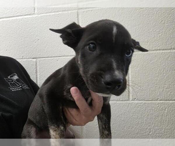 Medium Photo #1 Australian Cattle Dog-Unknown Mix Puppy For Sale in Jackson, CA, USA