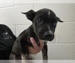 Small Australian Cattle Dog Mix