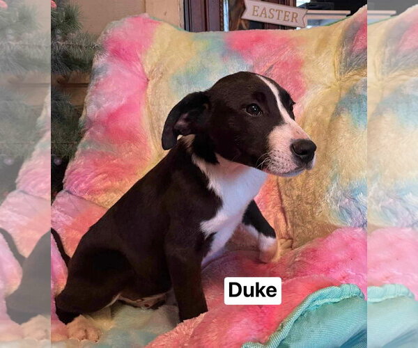 Medium Photo #4 Mutt Puppy For Sale in Ridgefield, CT, USA