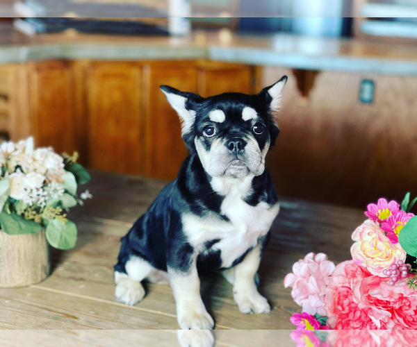 Medium Photo #3 French Bulldog Puppy For Sale in CLOVIS, CA, USA
