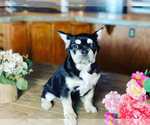 Small Photo #3 French Bulldog Puppy For Sale in CLOVIS, CA, USA