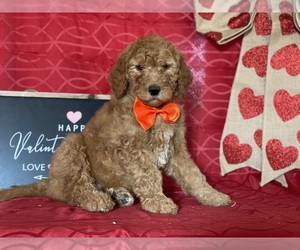 Goldendoodle Puppy for sale in LANCASTER, PA, USA