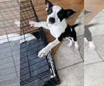 Small Photo #3 Mutt Puppy For Sale in Walnutport, PA, USA