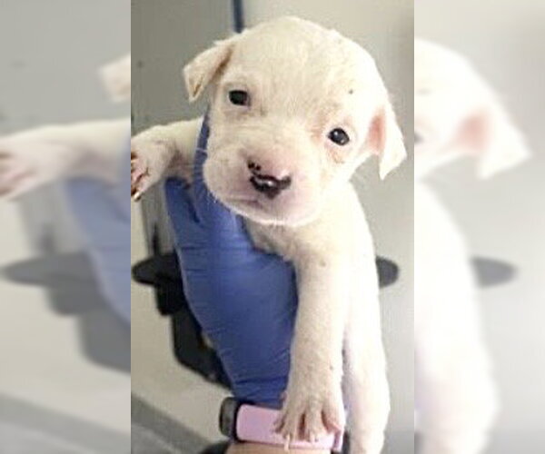 Medium Photo #2 Lab-Pointer Puppy For Sale in Houston, TX, USA