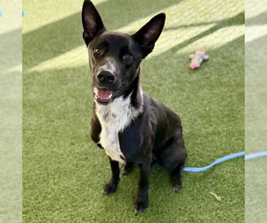 Shepradors Dogs for adoption in Tavares, FL, USA