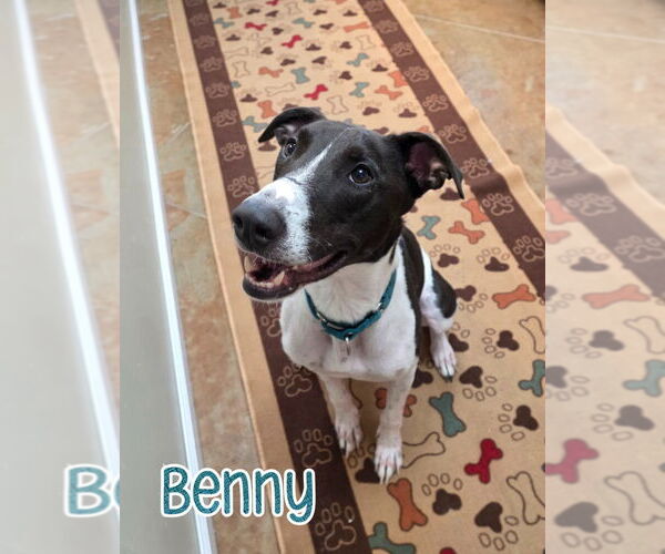 Medium Photo #2 Greyhound Puppy For Sale in Port Clinton, OH, USA