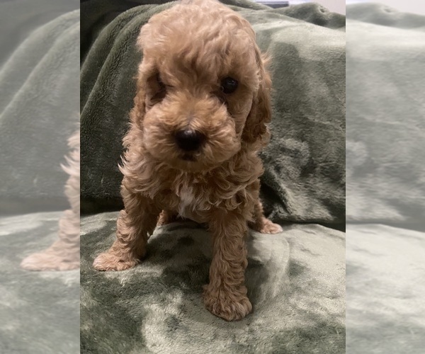 Medium Photo #1 Poodle (Toy) Puppy For Sale in SPRING HILL, FL, USA