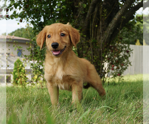 Medium Photo #1 Golden Retriever Puppy For Sale in WARSAW, IN, USA