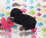 Small #7 Yorkshire Terrier