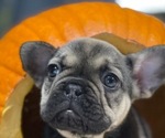 Small Photo #19 French Bulldog Puppy For Sale in DALLAS, NC, USA