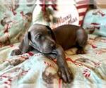 Small Photo #8 Great Dane Puppy For Sale in ABILENE, TX, USA