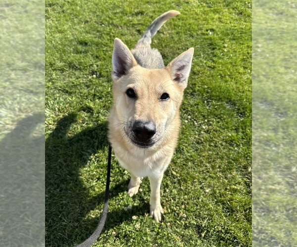 Medium Photo #9 German Shepherd Dog Puppy For Sale in Evansville, IN, USA
