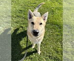Small #8 German Shepherd Dog