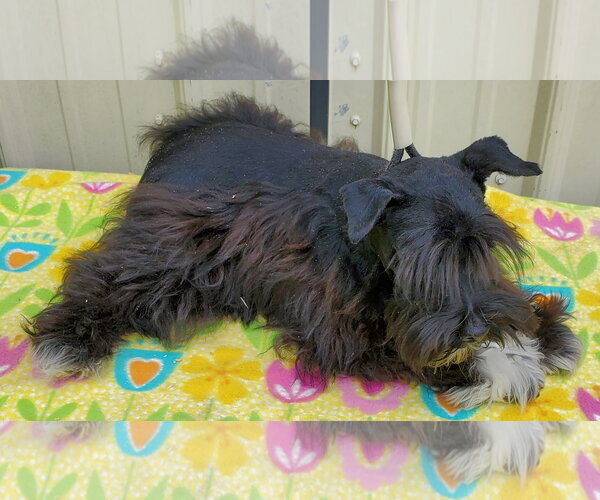 Medium Photo #4 - Mix Puppy For Sale in Mountain View, MO, USA