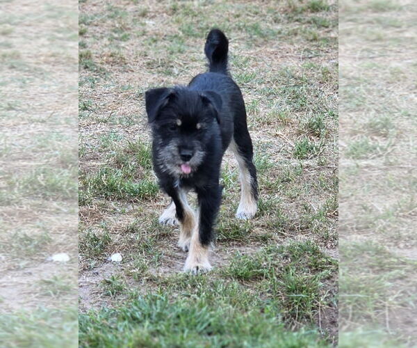 Medium Photo #13 Mutt Puppy For Sale in Rosenberg, TX, USA