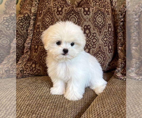 Medium Photo #11 Mal-Shi Puppy For Sale in NOBLESVILLE, IN, USA