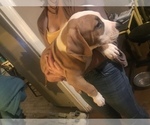 Small Photo #18 American Bully Puppy For Sale in GRIFFIN, GA, USA