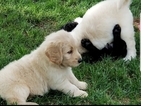 Small Photo #3 Goldendoodle Puppy For Sale in WICHITA, KS, USA
