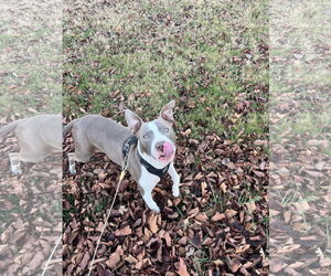Two Tone Tucker - Male American Pit Bull Terrier-Unknown Mix Dog for Adoption - Photo #14