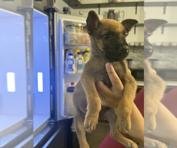 Medium Photo #4 Belgian Malinois Puppy For Sale in DEL VALLE, TX, USA