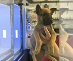 Small #3 Belgian Malinois