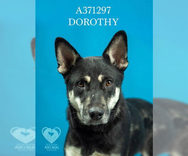 Medium Photo #2 German Shepherd Dog-Unknown Mix Puppy For Sale in Stockton, CA, USA