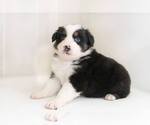 Small Photo #4 Australian Shepherd Puppy For Sale in BESSEMER, AL, USA