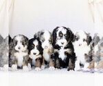 Small Photo #3 Bernedoodle (Miniature) Puppy For Sale in GORDONVILLE, PA, USA