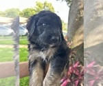 Puppy Mando Aussiedoodle