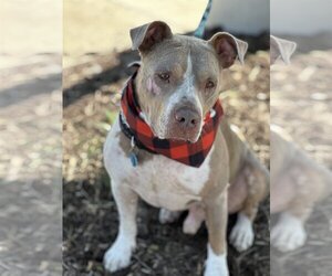 American Pit Bull Terrier Dogs for adoption in Euless, TX, USA