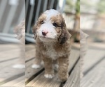 Small #13 Aussie-Poo-Miniature Bernedoodle Mix