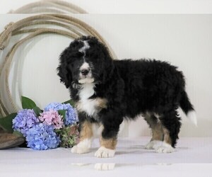 Bernedoodle Puppy for sale in FREDERICKSBG, OH, USA