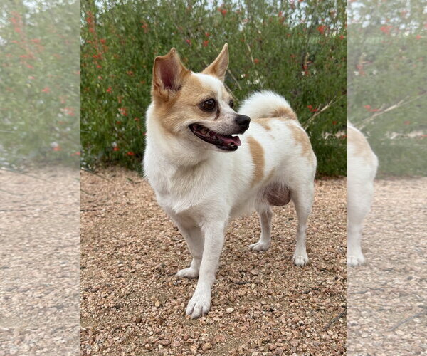 Medium Photo #4 Chihuahua-Unknown Mix Puppy For Sale in PIPE CREEK, TX, USA