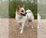 Small #3 Chihuahua Mix