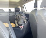 Small #3 German Shepherd Dog Mix