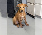 Small Labrador Retriever Mix