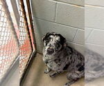 Small #1 Australian Shepherd-Catahoula Leopard Dog Mix