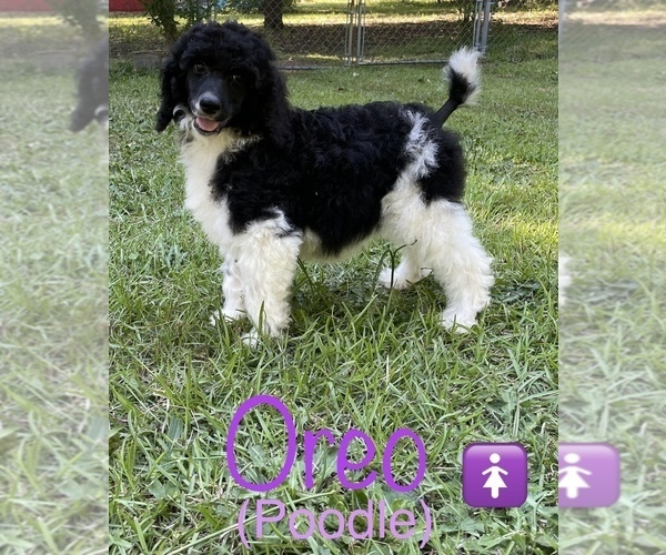 Medium Photo #1 Poodle (Standard) Puppy For Sale in BELTON, SC, USA