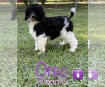 Small Photo #1 Poodle (Standard) Puppy For Sale in BELTON, SC, USA