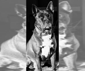 Siberian Husky-Unknown Mix Dogs for adoption in Ogden, UT, USA