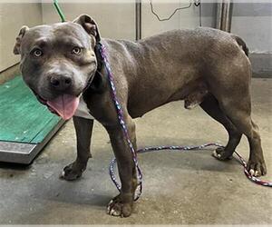 American Pit Bull Terrier Dogs for adoption in Camarillo, CA, USA